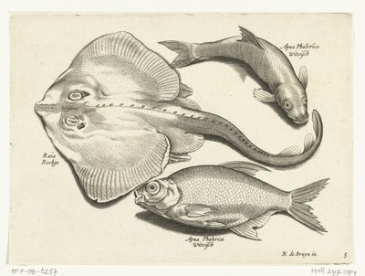 Ray ، bream ، والسمك الأبيض Libelivs varia Genera piscium complectens (عنوان السلسلة) أسماك المياه العذبة والأسماك البحرية والضفادع والقشريات والمخلوقات البحرية (عنوان السلسلة) بواسطة نيكولايس دي بروين