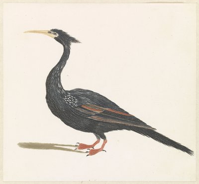Slangenhalsvogel بواسطة مجهول
