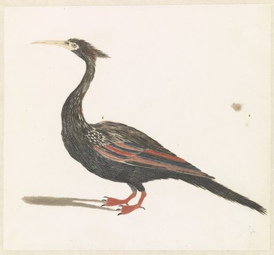 Slangenhalsvogel بواسطة جوهان تيلر