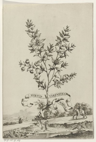 تاك ميرتوس تارنتينا Myrtus Tarentina Media (العنوان على الكائن) بواسطة بيتر فان دير آأ (الأول)
