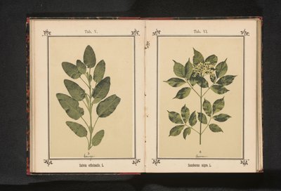 فرع من البلسان العادي Sambucus nigra. L. (العنوان على الكائن) بواسطة جيه كوسل