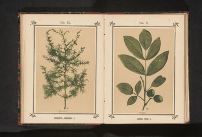 فرع من العرعر Juniperus communis L. (العنوان على الكائن) بواسطة جيه كوسل