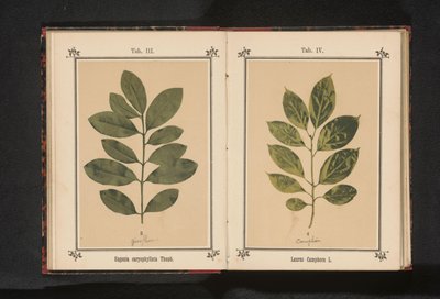 فرع شجرة كافور Laurus Camphora L. (العنوان على الكائن) بواسطة جيه كوسل