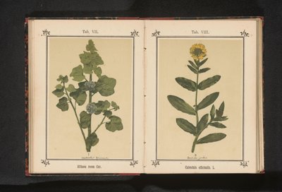 فرع من الهوليهوك Althaea Rosea Cav. (العنوان على الكائن) بواسطة جيه كوسل
