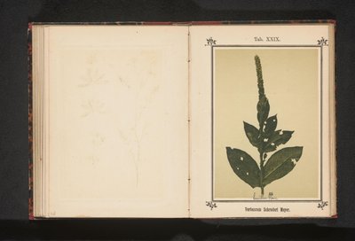 تورتس Verbascum Schraderi Meyer (العنوان على الكائن) بواسطة جيه كوسل