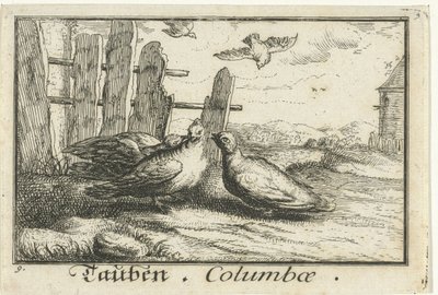 حمامان عند السياج Tauben ، Columbae (العنوان على الكائن) بواسطة ألبرت فلمش