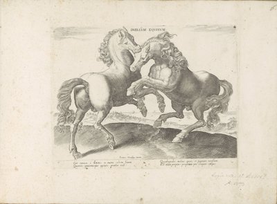 Twee vechtende paarden Duellum Equinum (العنوان على الكائن) الخيول ، حيث يتم اختيار جميع أنواع النبلاء: سلوك الخيول المتميز من مختلف أنحاء العالم (...) (عنوان السلسلة على الكائن) بواسطة جان فان دير سترايت