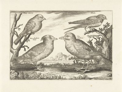 أربعة طيور الطيور (عنوان السلسلة) Avium Vivae (عنوان المسلسل) بواسطة نيكولاس فيشر (الأول) (منسوب إلى)