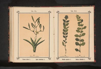 بلسم النعناع والليمون النعناع المائي L. Melissa officinalis L. (العنوان على الكائن) بواسطة جيه كوسل