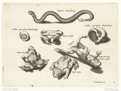 ثعبان الماء والضفادع والضفادع Libelivs varia Genera piscium complectens (عنوان السلسلة) أسماك المياه العذبة والأسماك البحرية والضفادع والقشريات والمخلوقات البحرية (عنوان السلسلة) بواسطة نيكولايس دي بروين