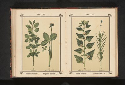 أوراق الوتد ووتردري Rhamnus cathartica L. Menyanthes trifoliata L. (العنوان على الكائن) بواسطة جيه كوسل