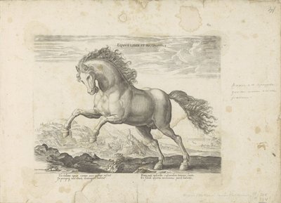 الحصان البري Equus Liber et Incopositus (العنوان على الكائن) الحصان الذي فيه جميع أنواع النبلاء: اختيار سلوك خيول متميز من مختلف أنحاء العالم (...) (عنوان السلسلة على الكائن) بواسطة جان فان دير سترايت