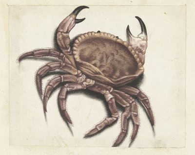 ألبوم Sea crab Lombard (عنوان السلسلة) بواسطة مجهول