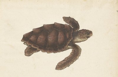 Zeeschildpad Tortugas - Eretmochelys imbricata / Hawksbill Turtle / karetschildpad (العنوان على الكائن) ألبوم لومبارد (عنوان المسلسل) بواسطة مجهول