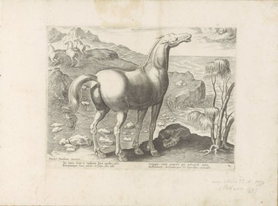 Zephyrus bevrucht een Merrie Paardenrassen uit de Koninklijke stallen van Don Juan van Oostenrijk (عنوان المسلسل) الحصان الذي فيه جميع أنواع النبلاء: اختيار سلوك خيول متميز من مختلف أنحاء العالم (...) (عنوان السلسلة على الكائن) بواسطة جان فان دير سترايت