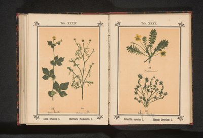 عشبة فضية والقليل من الزعتر Potentilla anserina L. Thymus Serpyllum L. (العنوان على الكائن) بواسطة جيه كوسل