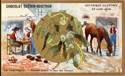 La Chestaigne: علاج سعال الخيول. النقش (كرومو). الطباعة الحجرية الملونة الإعلانية لشوكولاتة Guerin-Boutron ، أواخر القرن التاسع عشر. سلسلة Illustree النباتية. بواسطة مجهول مجهول