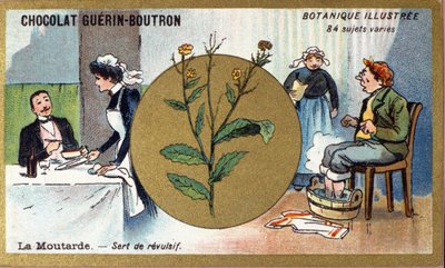 الخردل بمثابة مقرف. نقش (كرومو). الطباعة الحجرية الملونة الإعلانية لشوكولاتة Guerin-Boutron ، أواخر القرن التاسع عشر. سلسلة Illustree النباتية. بواسطة مجهول مجهول