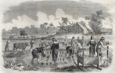 زراعة الأرز في مانيلا (مانيلا) بالفلبين عام 1864. (زراعة الأرز في مانيلا) نقش مجهول. مجموعة خاصة. بواسطة مجهول مجهول