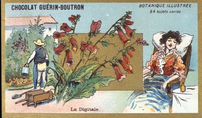 الرقمية. نقش (كرومو). الطباعة الحجرية الملونة الإعلانية لشوكولاتة Guerin-Boutron ، أواخر القرن التاسع عشر. سلسلة Illustree النباتية. بواسطة مجهول مجهول