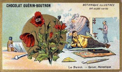 - الخشخاش: أفيون ، مخدر. نقش (كرومو). الطباعة الحجرية الملونة الإعلانية لشوكولاتة Guerin-Boutron ، أواخر القرن التاسع عشر. سلسلة Illustree النباتية. بواسطة مجهول مجهول