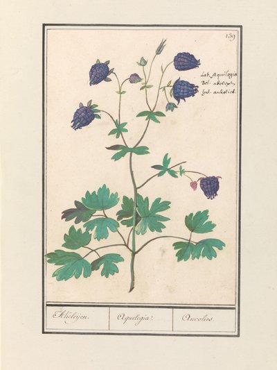 أكيلي (أكويليجيا) أكيليجين. / أكويليجيا. / Aucolied (العنوان على الكائن) بواسطة Anselmus Boëtius de Boodt