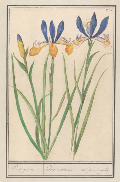 Blauwgele lis (القزحية السيبيرية) البرتغالية. / قوس قزح اللوسيتاني / القزحية من البرتغال (العنوان على الكائن) بواسطة Anselmus Boëtius de Boodt