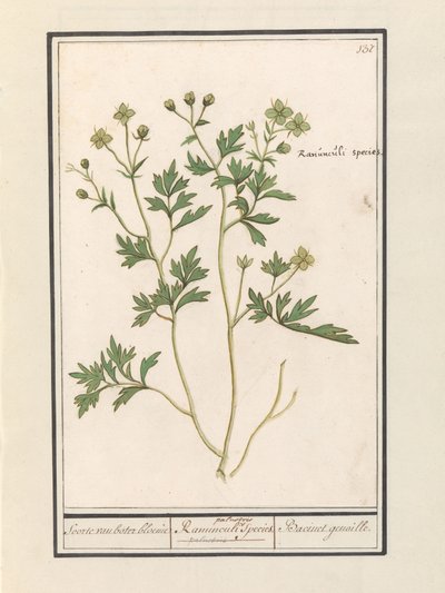 الحوذان (حوذان) أنواع الحوذان / Ranunculi palustris الأنواع. / Bacinet genoille. (العنوان على الكائن) بواسطة Anselmus Boëtius de Boodt