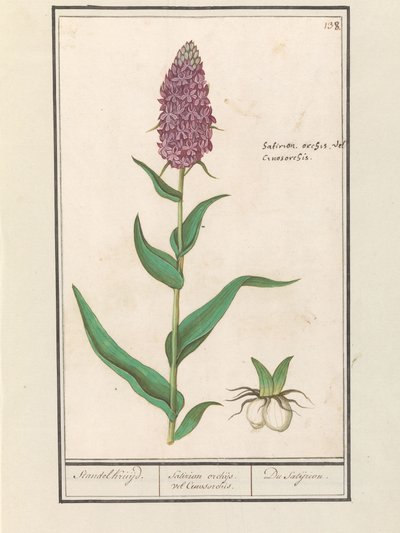 أوركيس واسع (Dactylorhiza majalis) Standelcruijd. / بساتين الفاكهة الساترية أو سينوسورشيس. / ساتجريون. (العنوان على الكائن) بواسطة Anselmus Boëtius de Boodt
