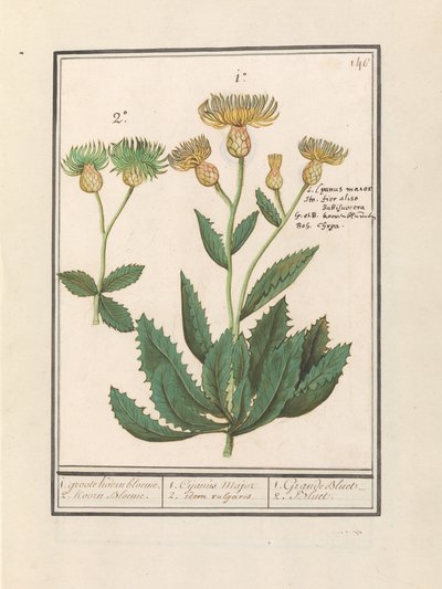 قنطورس (قنطورس) 1. زهرة ذرة كبيرة. 2. كورن بلوم. / 1. Cijanus Major / 2. idem vulgaris. / 1. غراندي بلو. / 2. Bluet. (العنوان على الكائن) بواسطة Anselmus Boëtius de Boodt
