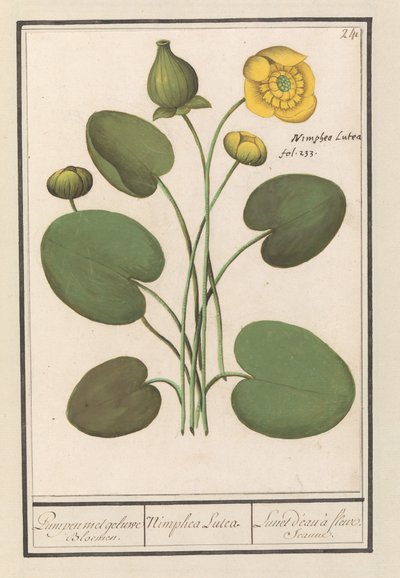 مقطوع أصفر (Nuphar lutea) ضخ الزهور الصفراء. / نيمفيا لوتيا. / Lunet d