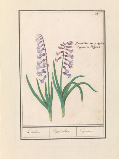 صفير (صفير شرقي) حجازين / صفير / Hijacinte (العنوان على الكائن) بواسطة Anselmus Boëtius de Boodt