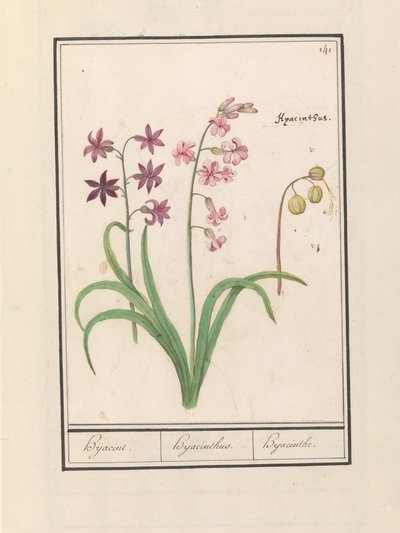 صفير (صفير شرقي) حجازين / صفير / صفير (العنوان على الكائن) بواسطة Anselmus Boëtius de Boodt