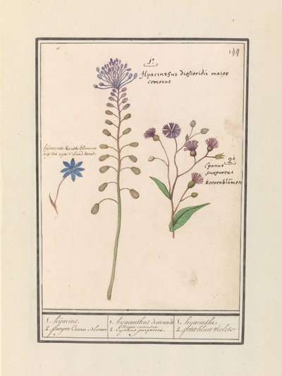 Kuifhyacint (Muscari comosum) en korenbloem (Centaurie) 1. الاختطاف 2. زهر قرني أرجواني / 1. ديوسكوريدات صفير. عمدة وسيم. 2. الكاجانوس الأرجواني. / 1.الصفير 2. البنفسجي الصغير (العنوان على الجسم) بواسطة Anselmus Boëtius de Boodt
