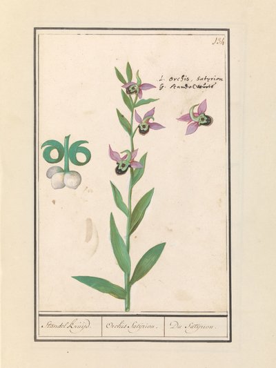 يضحك بأوركيد بامبلبي (Ophrys bombyliflora) وشقائق النعمان (شقائق النعمان) | يضحك بامبلبي أوركيد (Ophrys bombyliflora) يضحك بامبلبي أوركيد (Ophrys bombyliflora) بواسطة Anselmus Boëtius de Boodt