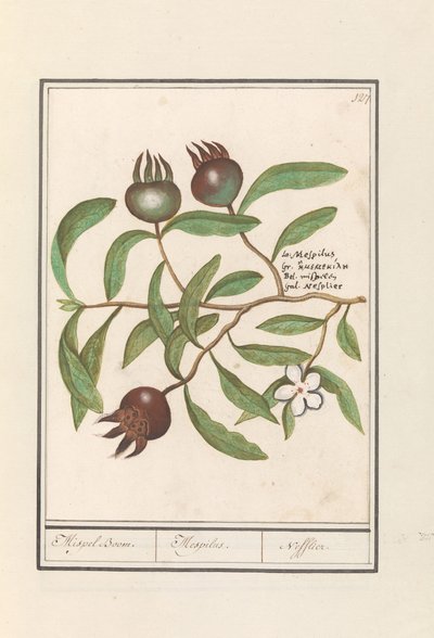 المشملة (Mespilus germanica) شجرة المشملة. / Mespilus. / Nefflier (العنوان على الكائن) بواسطة Anselmus Boëtius de Boodt