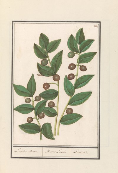الزيتون (Olea europaea) شجرة الغار. / باكا لوروس. / لوريل (العنوان على الكائن) بواسطة Anselmus Boëtius de Boodt