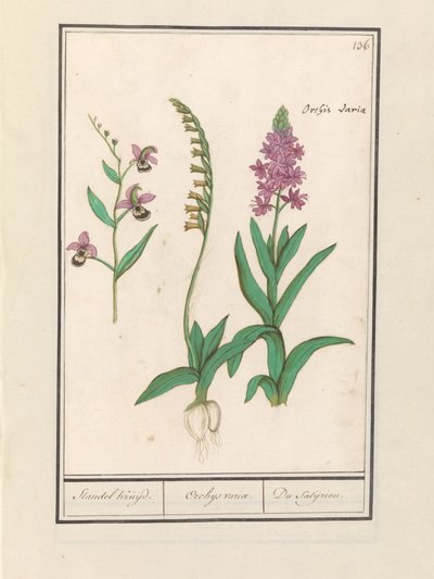 Orchidae (Orchidaceae) طواف Stendhal. / أوركيوس بدوره. / du satijrion. (الإجمالي على الكائن) بواسطة Anselmus Boëtius de Boodt