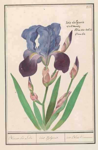 قزحية أرجوانية (Iris germanica) بلو إيريس ليلي. / قزحية فولغاريس. / iris Blue Commune (العنوان على الكائن) بواسطة Anselmus Boëtius de Boodt