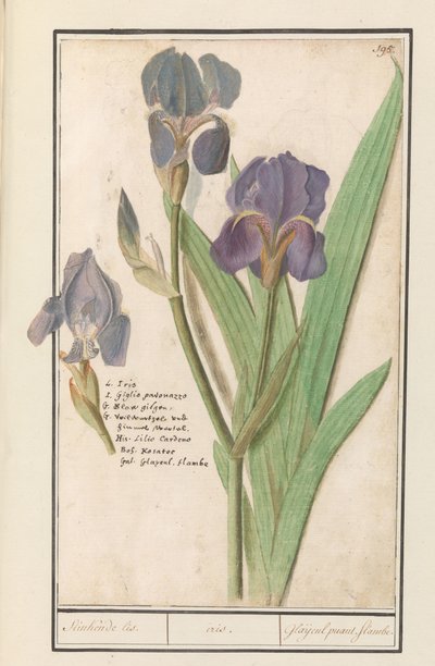 Paarse iris (Iris germanica) Stinkende lis. /قزحية. / النتن الزنجي. النيران. (العنوان على الكائن) بواسطة Anselmus Boëtius de Boodt