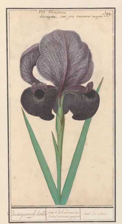 Rouw iris (Iris susiana) من suzyaensche lisbloeme / iris Chalcedonica. قزحية سوسيانا الكبرى. / سوز ايريس. (العنوان على الكائن) بواسطة Anselmus Boëtius de Boodt