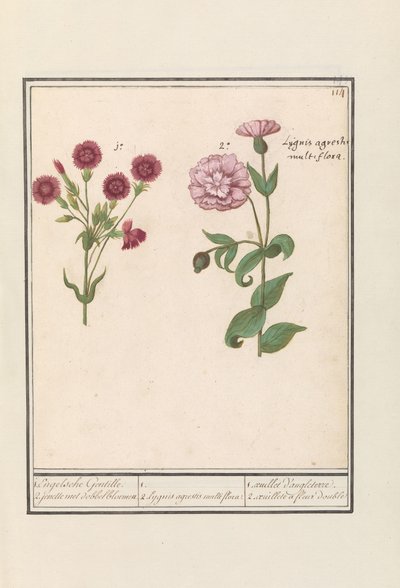 قرنفلان (Dianthus) 1. الإنجليزية جنتيل. 2. جينيل مع زهور النرد / 1. 2. Lygnis agrestis multiflora. / 1. oeuillet d