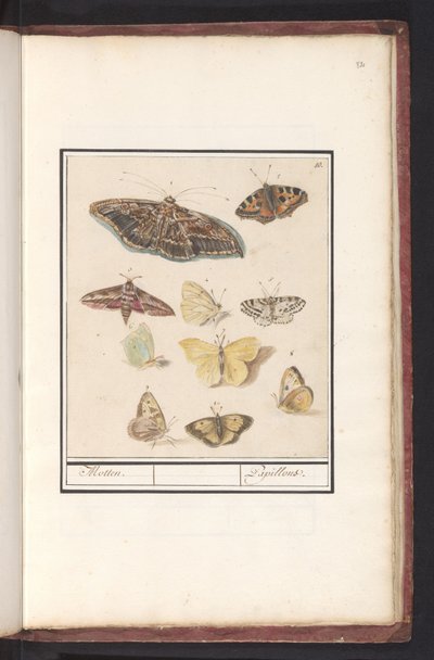 الفراشات والعث العث. / Papillons (العنوان على الكائن) بواسطة Anselmus Boëtius de Boodt