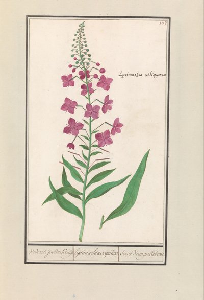 فايرويد (تشاميريون أنجستيفوليوم) يهود ويديريك كروجت. / lysimachia Sequilosa / Souci d