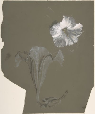 A Study of Two White Lilies بواسطة أنطوان برجون