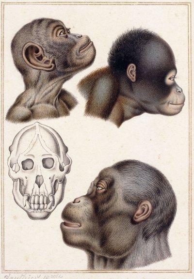 جمجمة بونغو بواسطة أنطوان تشارلز فوتييه