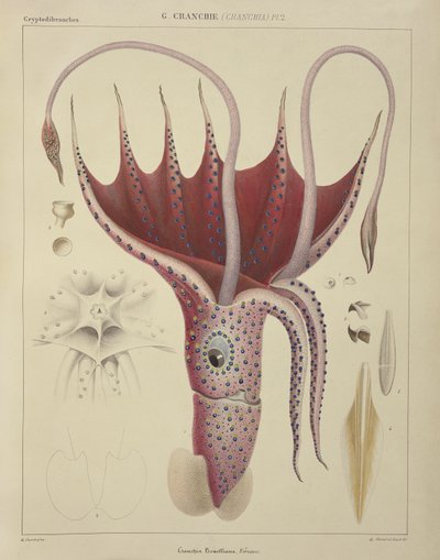 الحبار ، Pl.2 من "Histoire Naturelle Generale et Particuliere des Cephalopodes Acetabuliferes" ، حانة. بواسطة Ferussac und D&39;Orbigny ، باريس ، 1835-1848 ، بواسطة انطوان شزال