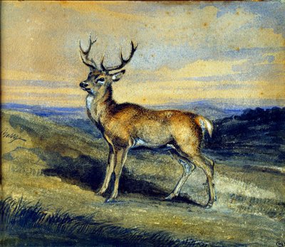 الغزال. رسم أنطوان لويس باري بواسطة أنطوان لويس باري