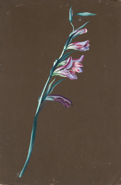 ليلي بواسطة انطون هارتينجر