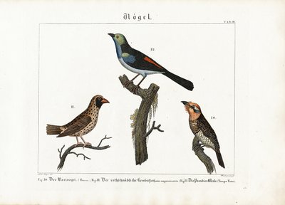 طائر الباربيت وطائر الحائك وصائد الذباب الفردوسي بواسطة انطون واشسمان